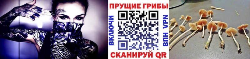 ОМГ ОМГ как зайти  Тында  Галлюциногенные грибы MAGIC MUSHROOMS 